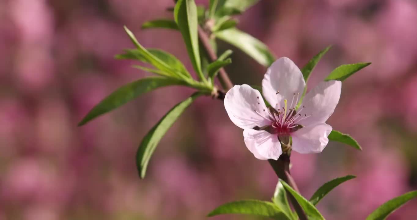 春天盛开的桃花视频素材