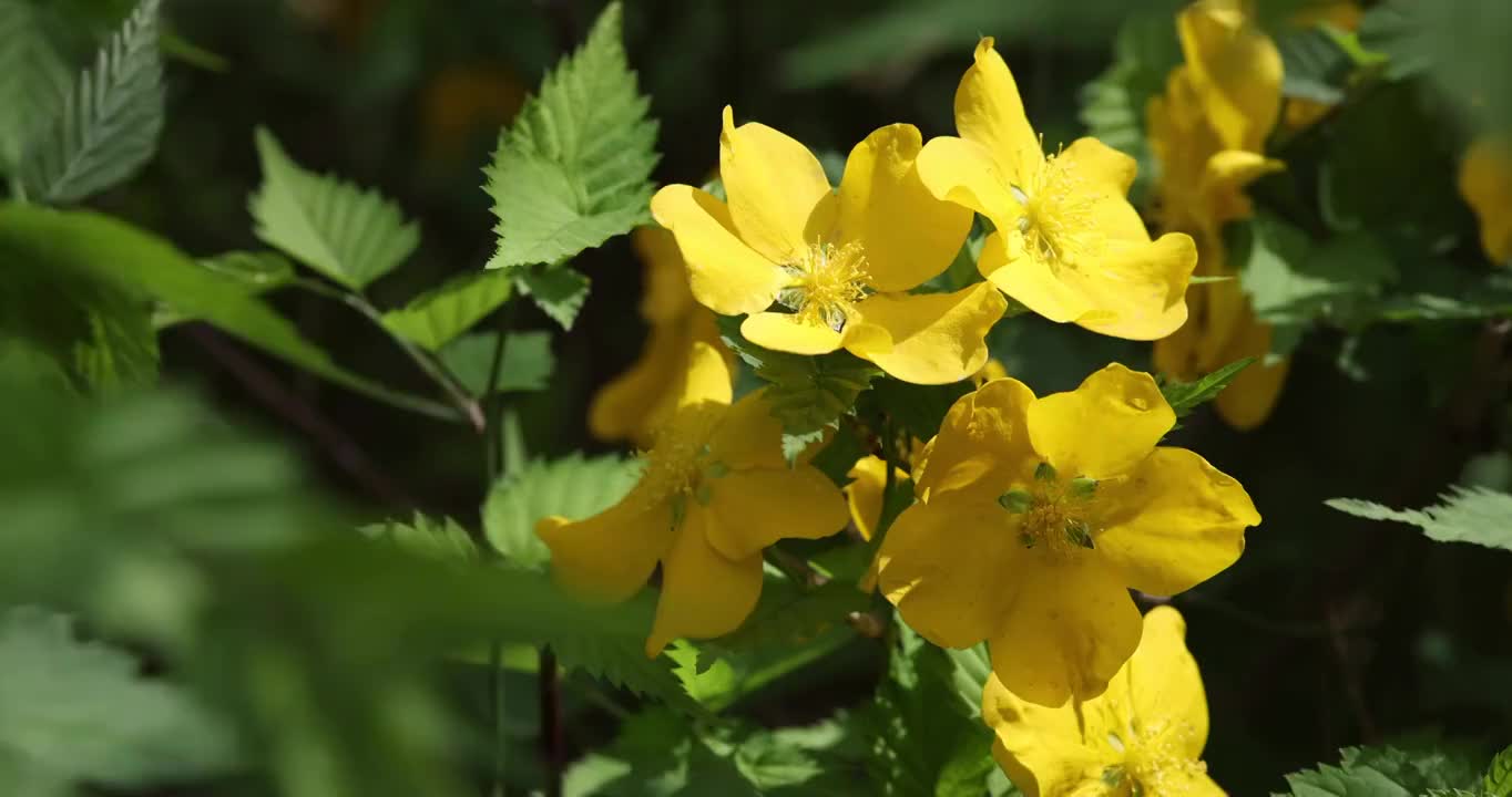 春季盛开的迎春花视频素材