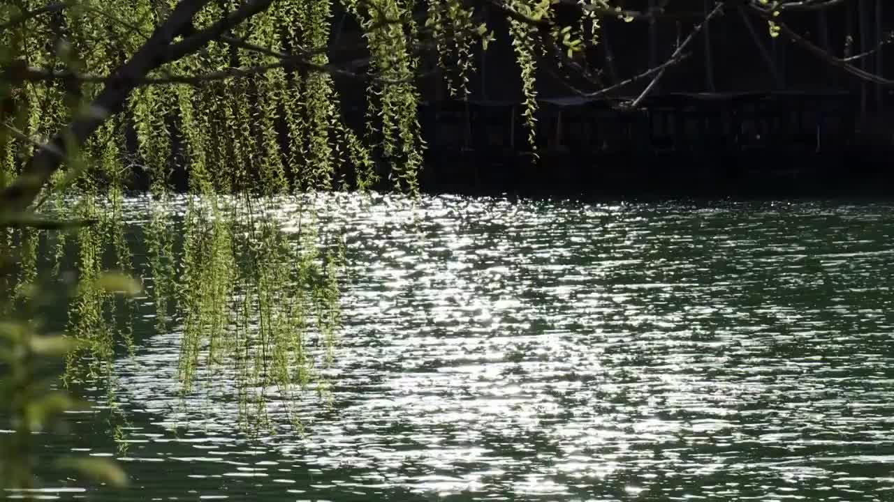 春天柳树发芽河边绿柳随风飘荡视频素材