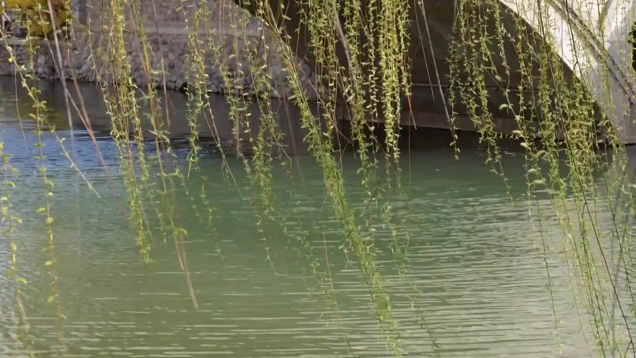 春天柳树发芽河边绿柳随风飘荡视频素材