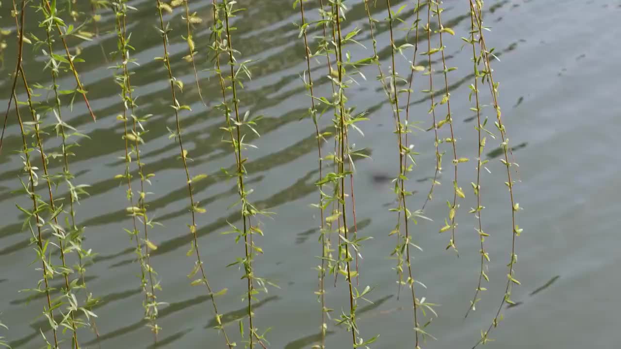 春天柳树发芽河边绿柳随风飘荡视频素材