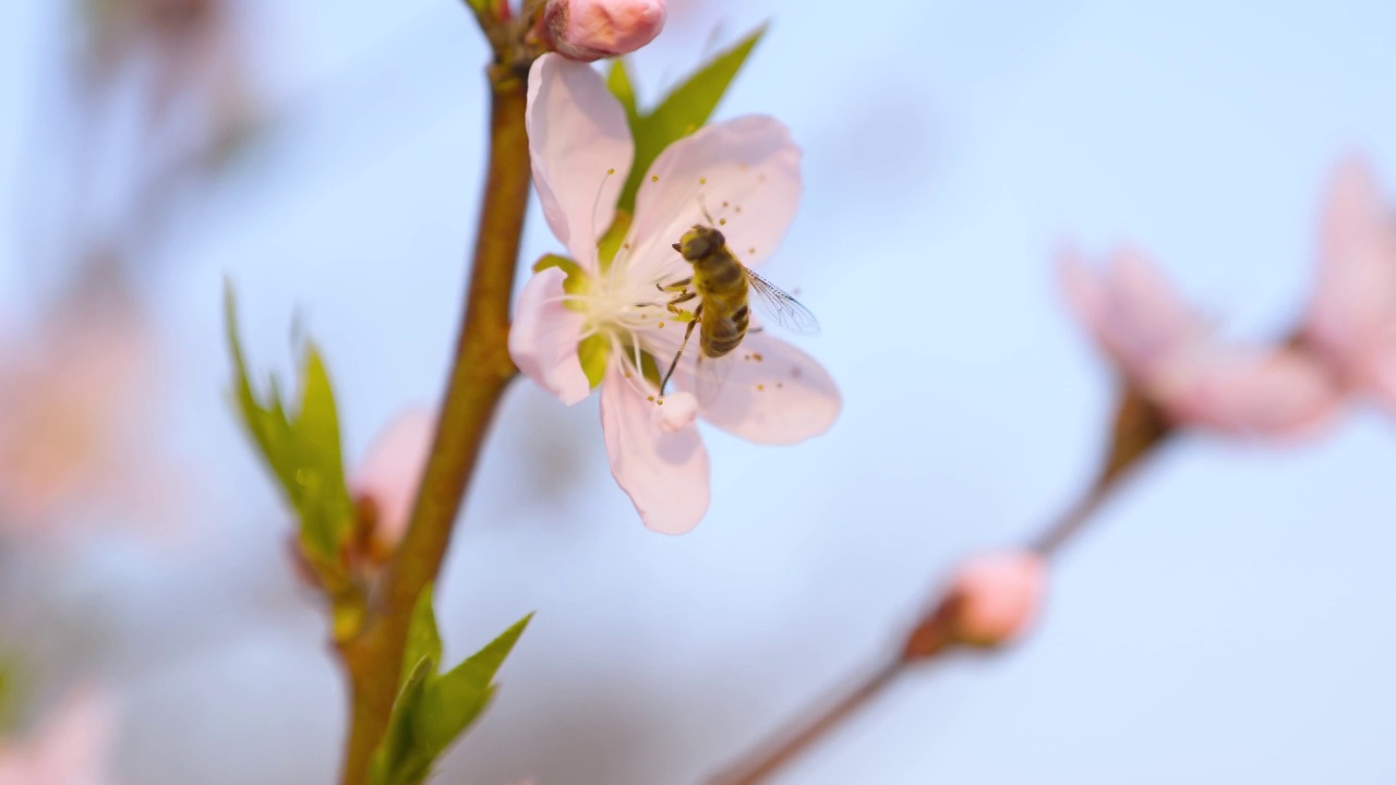 蜜蜂在花朵上采蜜视频素材