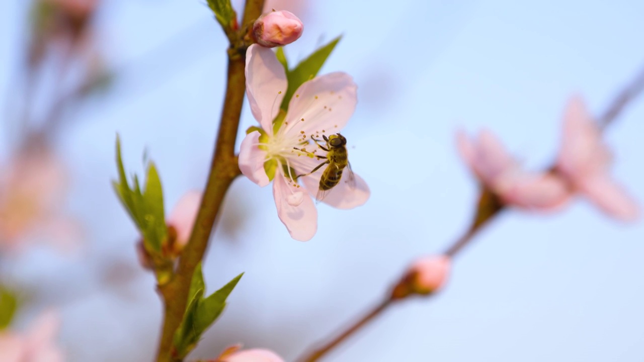 蜜蜂在花朵上采蜜视频素材