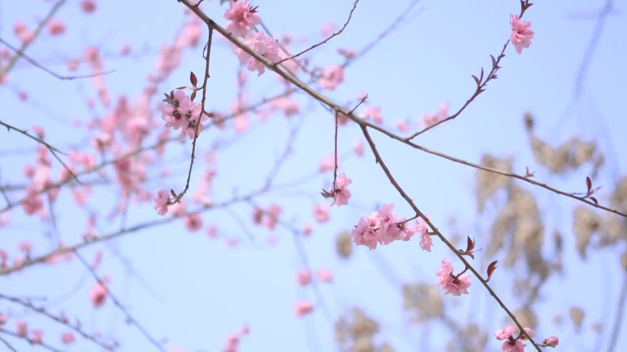 春天里的桃花视频素材