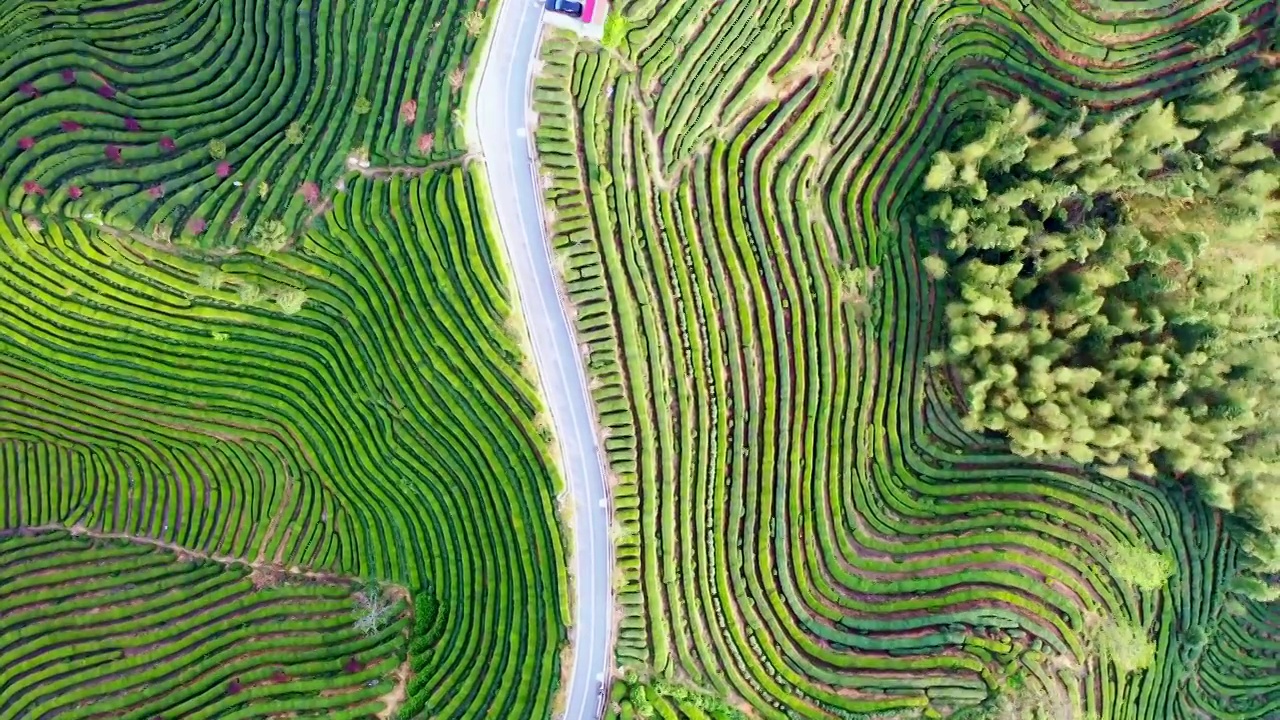 茶园道路视频素材