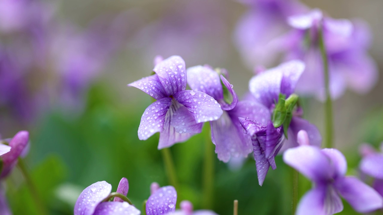 春天紫花地丁视频素材