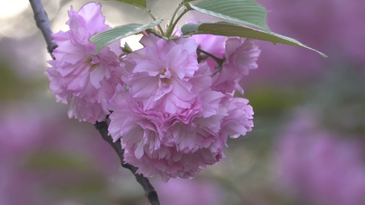 樱花视频素材