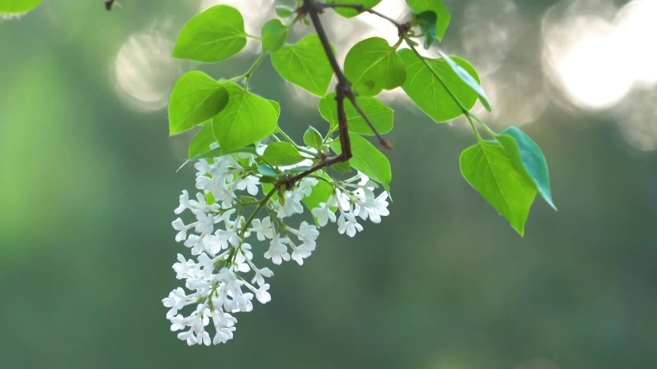 丁香花视频素材