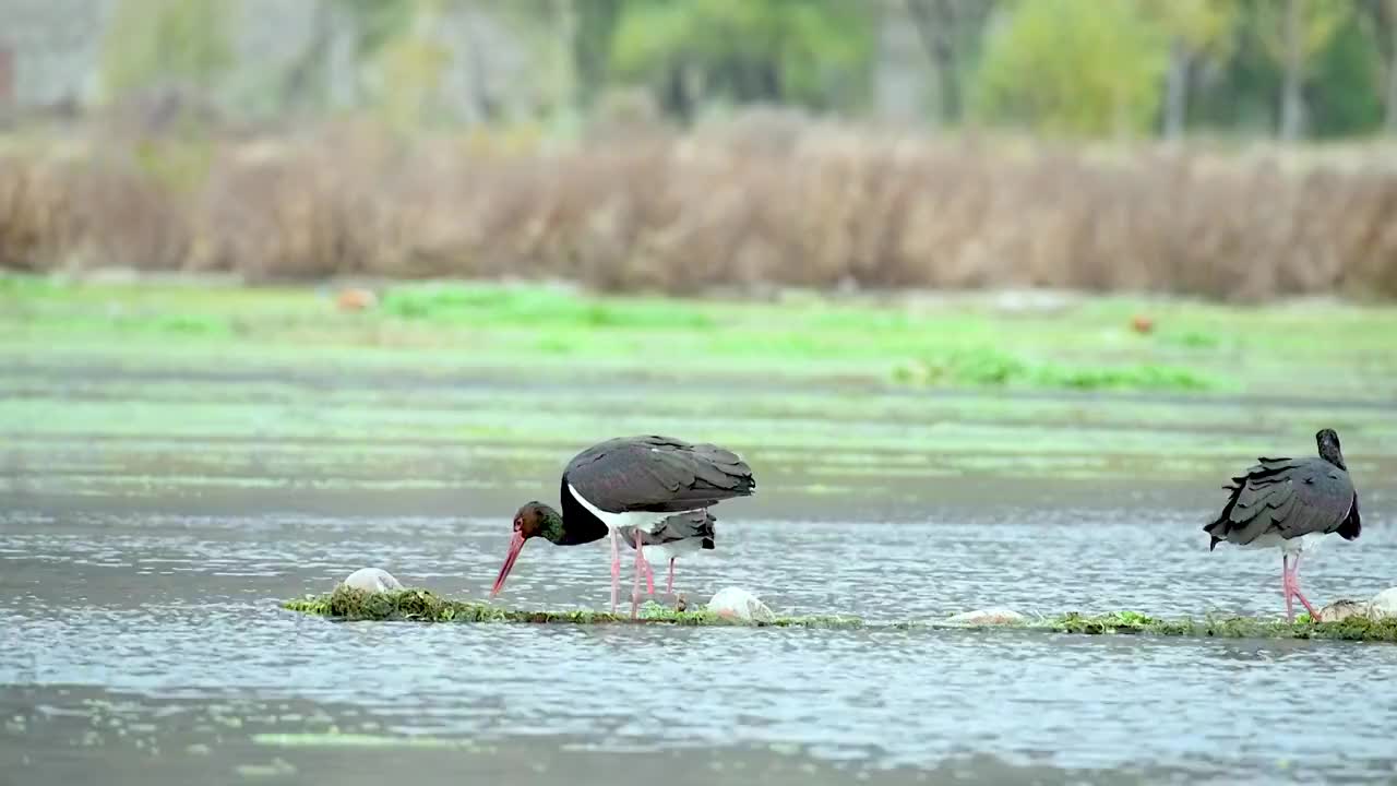 黑鹳视频素材