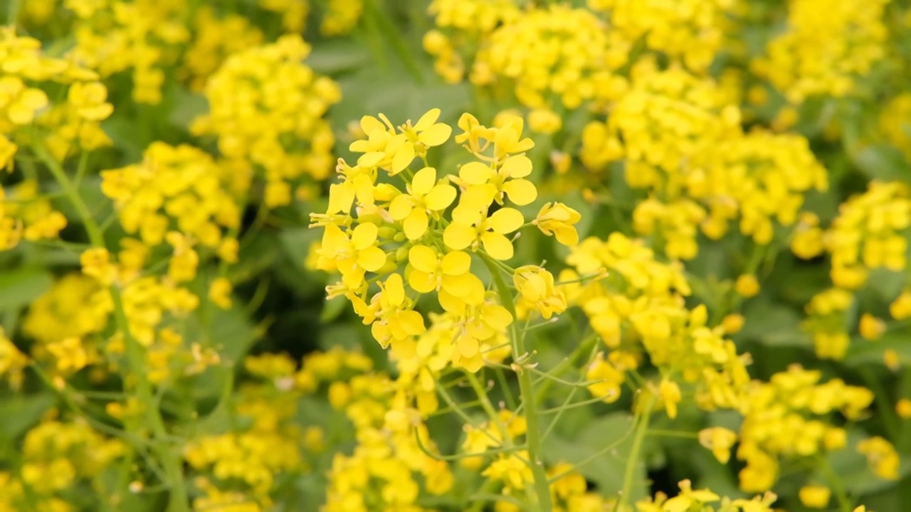 油菜花田视频素材