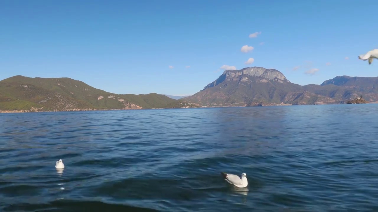 泸沽湖的海鸥贴着湖面飞翔视频素材