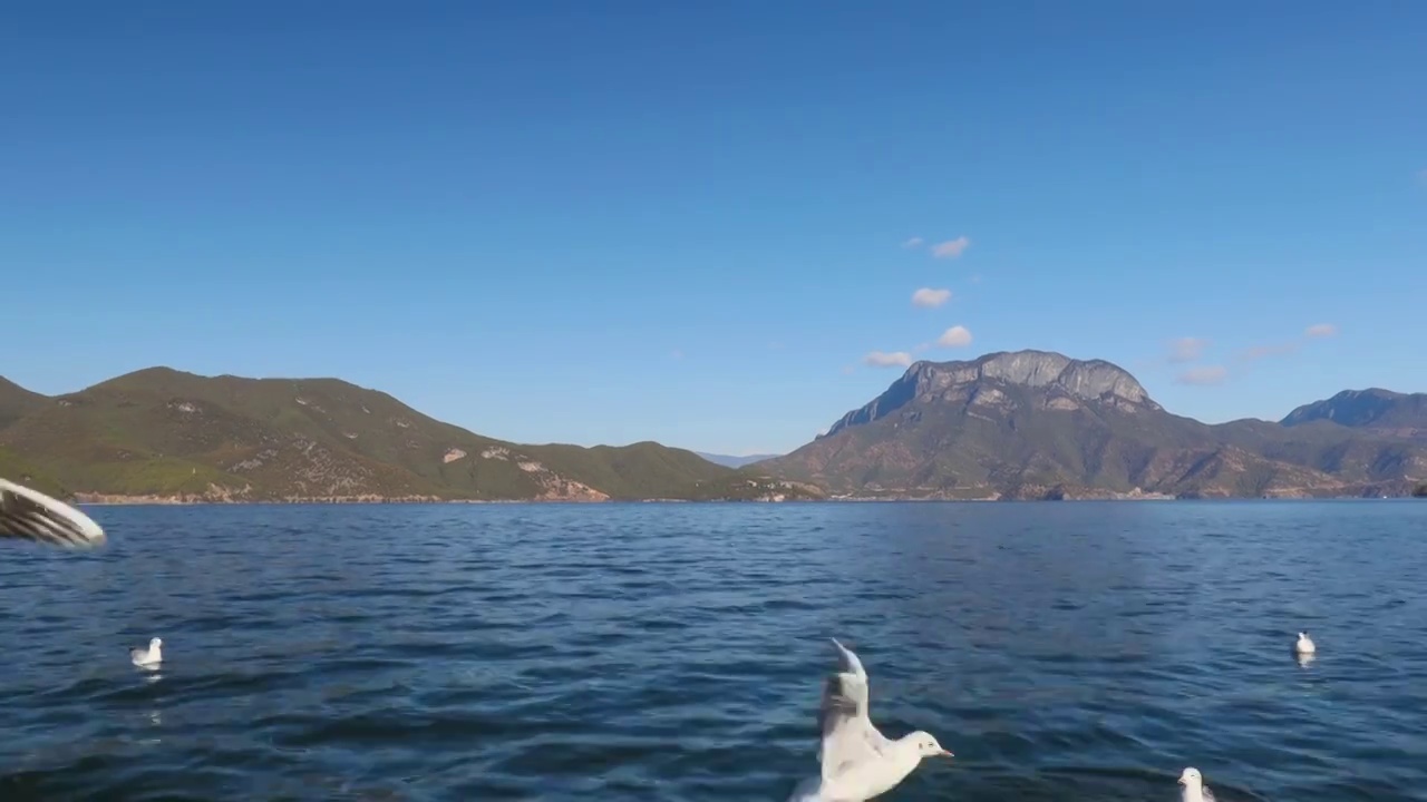 泸沽湖的海鸥贴着湖面飞翔视频素材