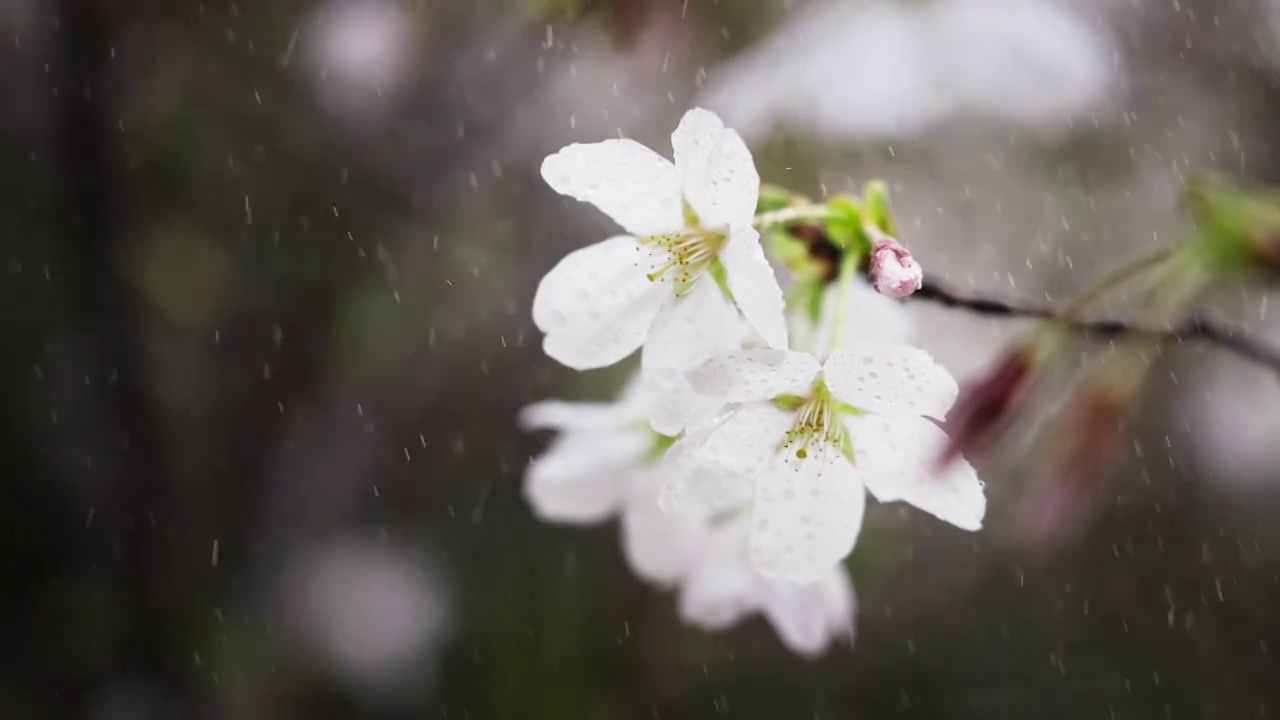 春天盛开的花朵视频素材画面2
