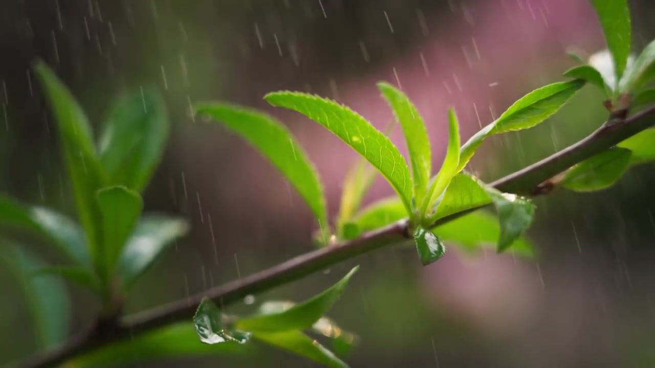 春天绿叶嫩芽视频素材画面3