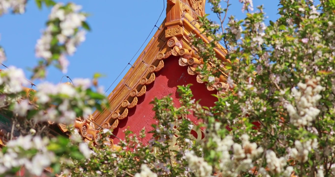 春天的海棠花，北京故宫春天的海棠视频素材