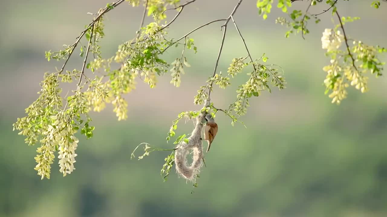 筑巢的中华攀雀视频素材