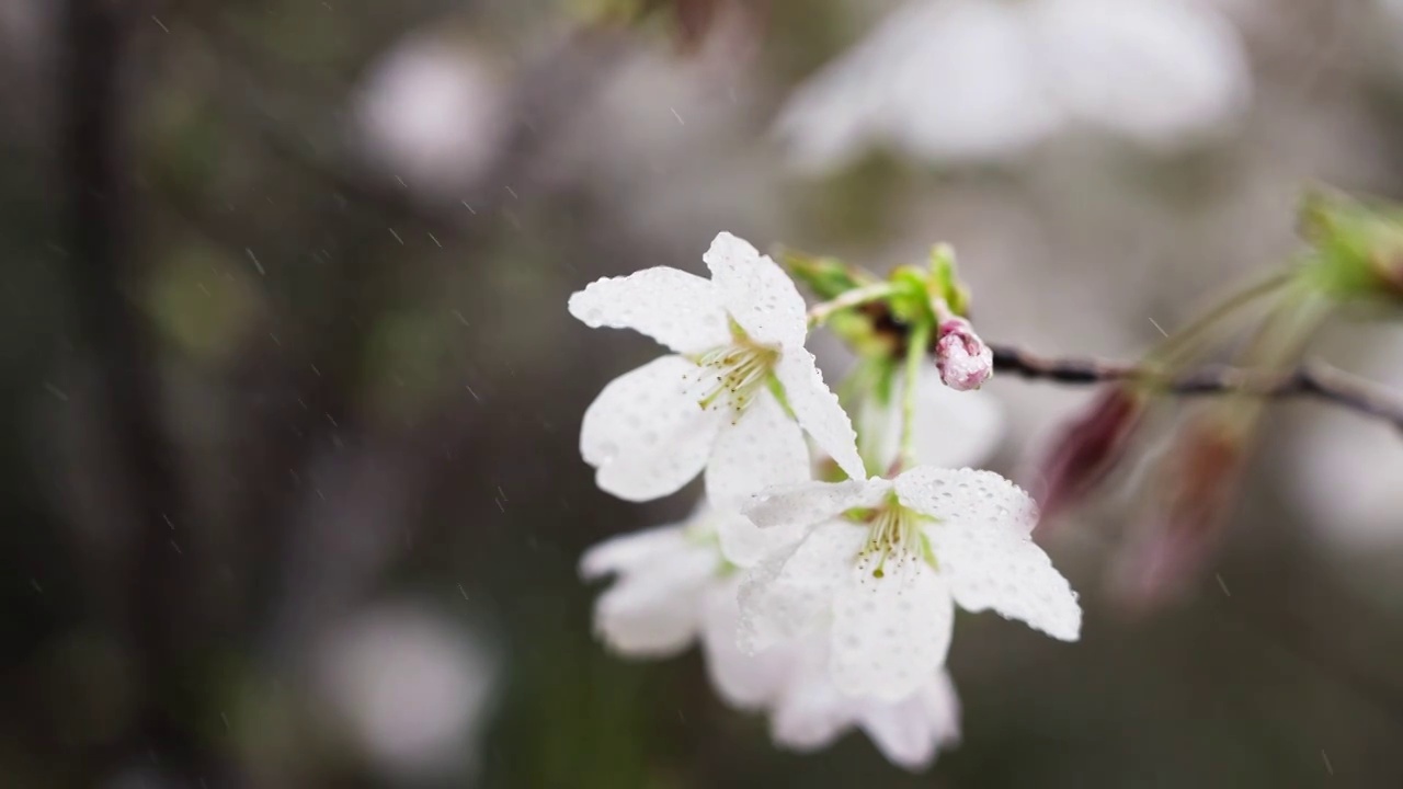 春天盛开的花朵视频素材画面1