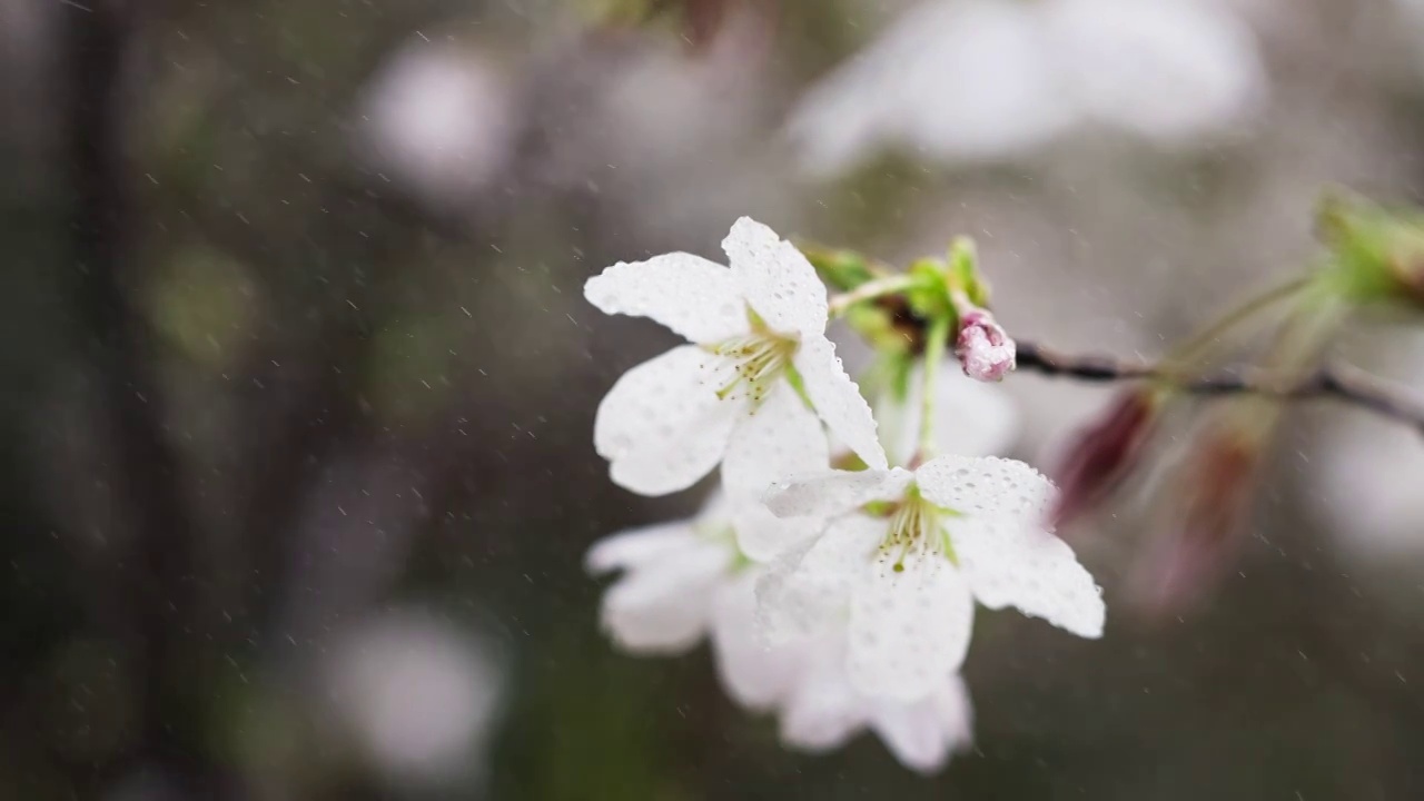 春天盛开的花朵视频素材画面2