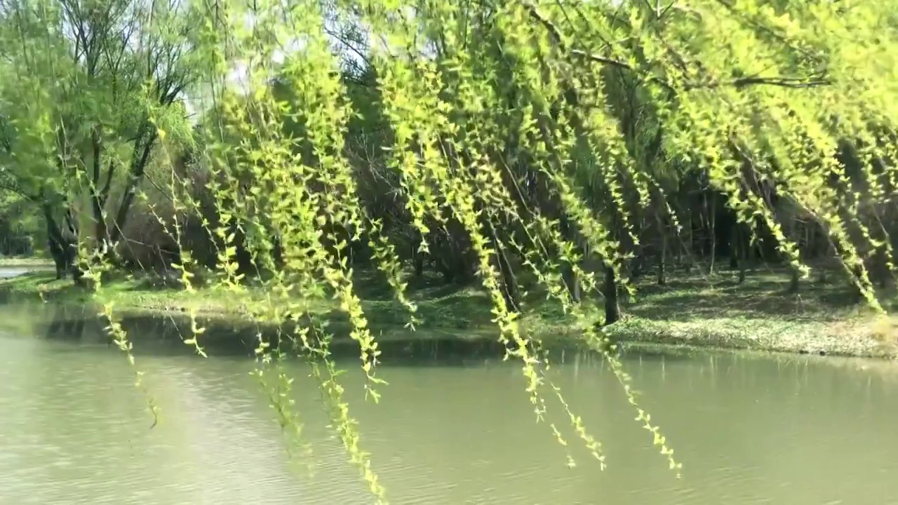 春天随风摇摆的柳絮视频素材