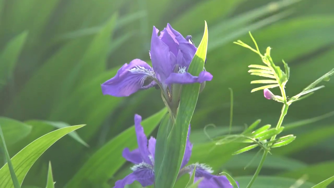 鸢尾花视频素材