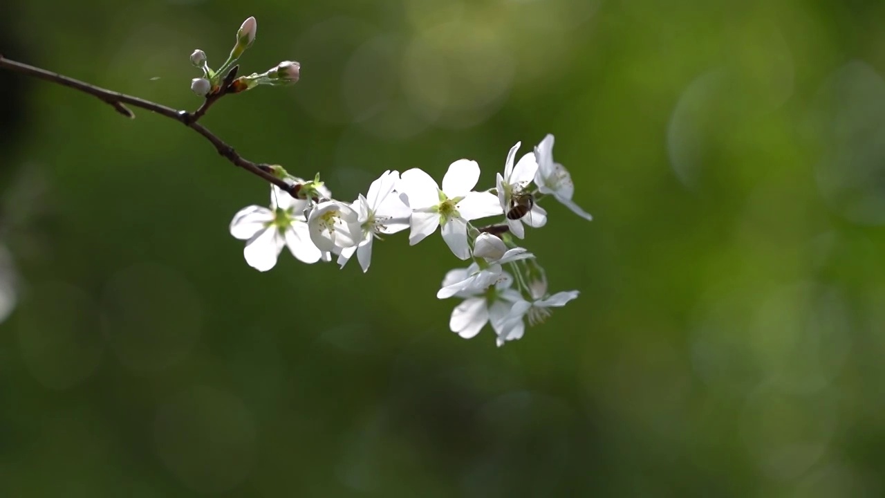 樱花开蜜蜂来视频素材