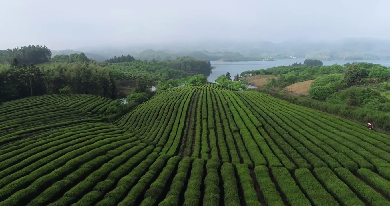 航拍中国安徽省宣城市郎溪县天子湖畔绿色茶园视频素材