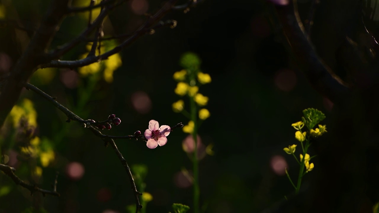 微风中的桃花视频素材