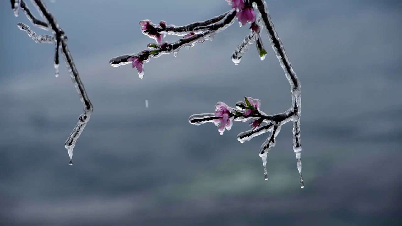 冰桃花 1视频素材