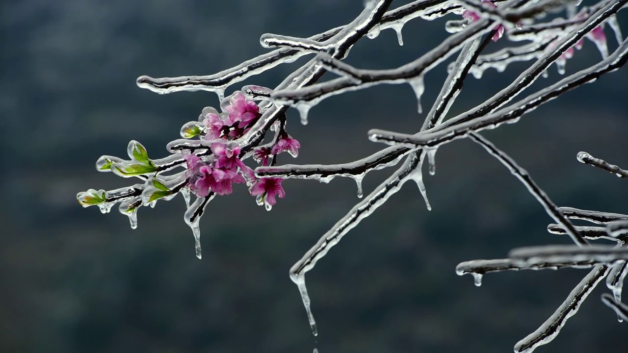 冰桃花 2视频素材