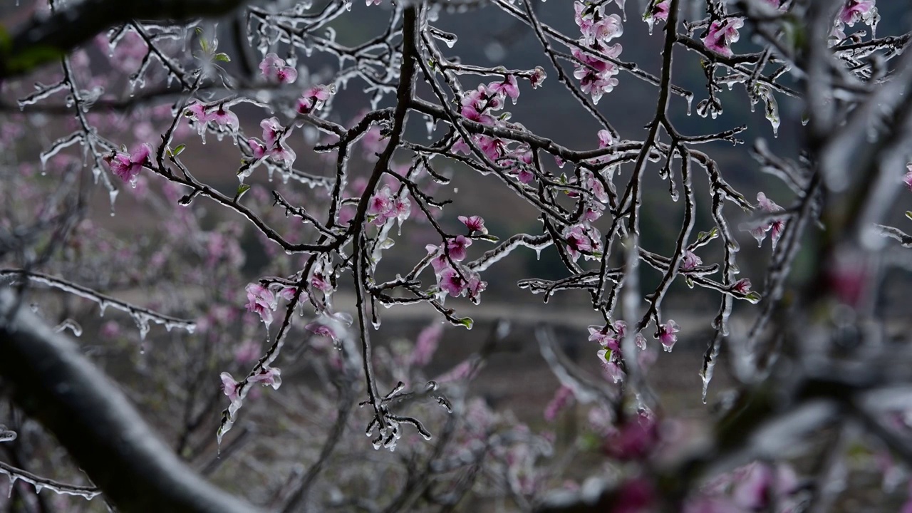 冰桃花 3视频素材