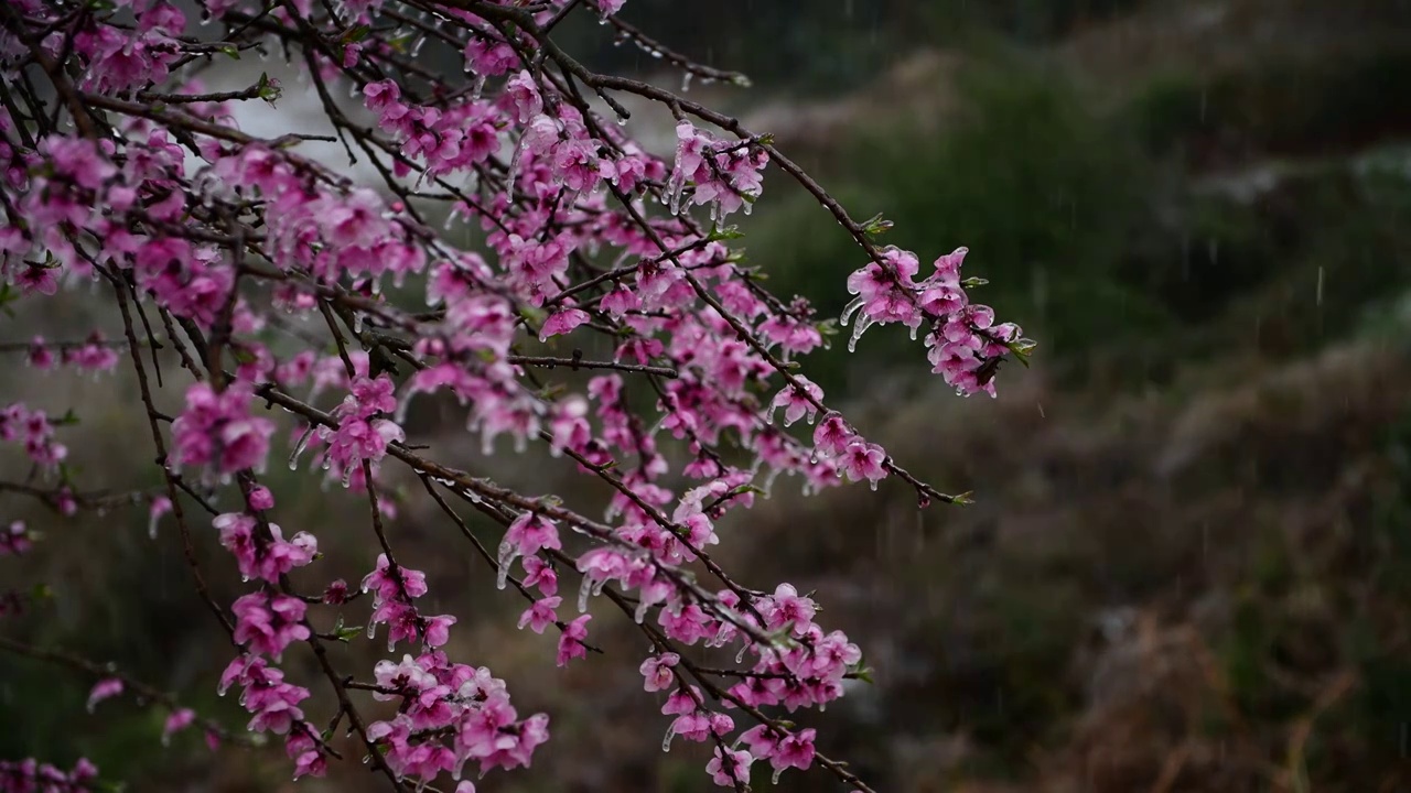 冰桃花 4视频素材