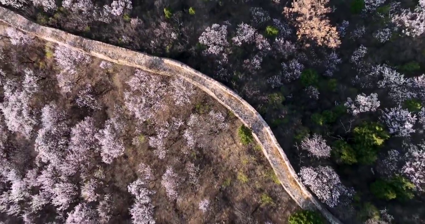 北京怀柔河防口长城花海视频素材