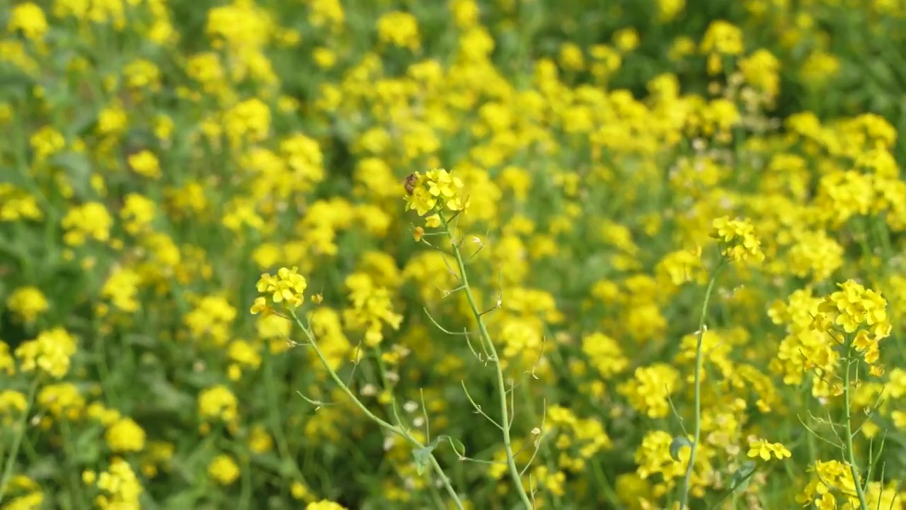 油菜花田蜜蜂飞舞视频素材