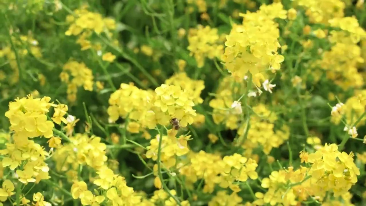 油菜花田蜜蜂飞舞视频素材