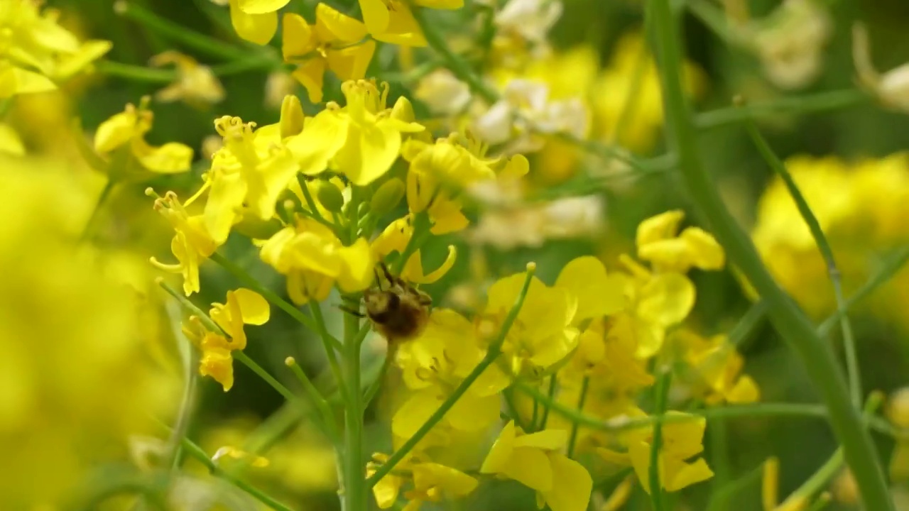 油菜花田蜜蜂飞舞视频素材