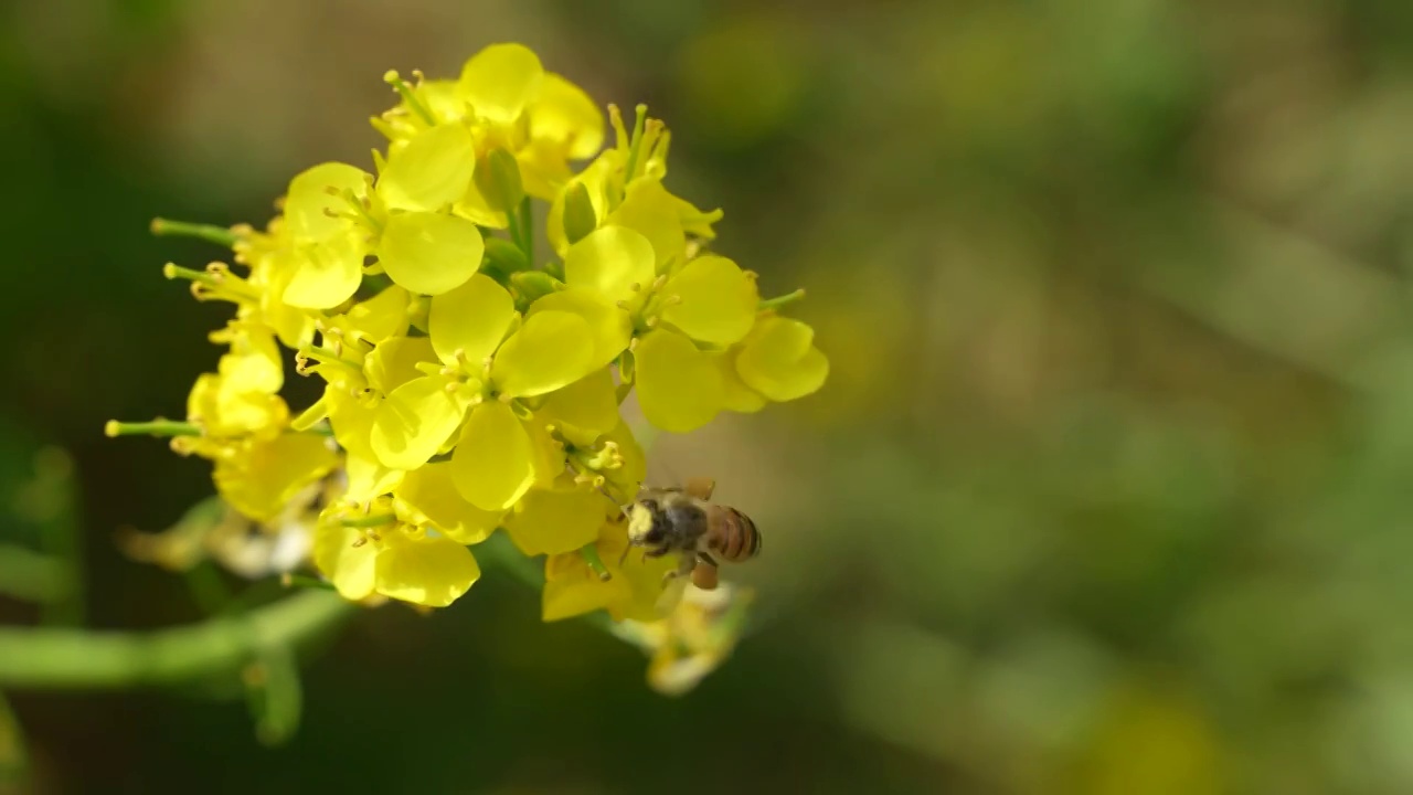 油菜花田蜜蜂飞舞视频素材