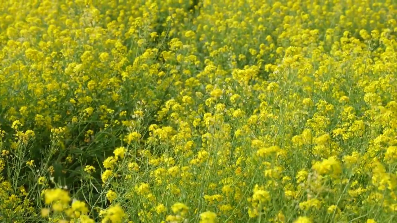 风吹动油菜花田视频素材