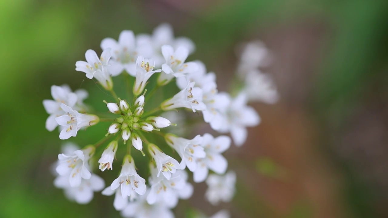 星宿花 泽珍珠菜视频素材