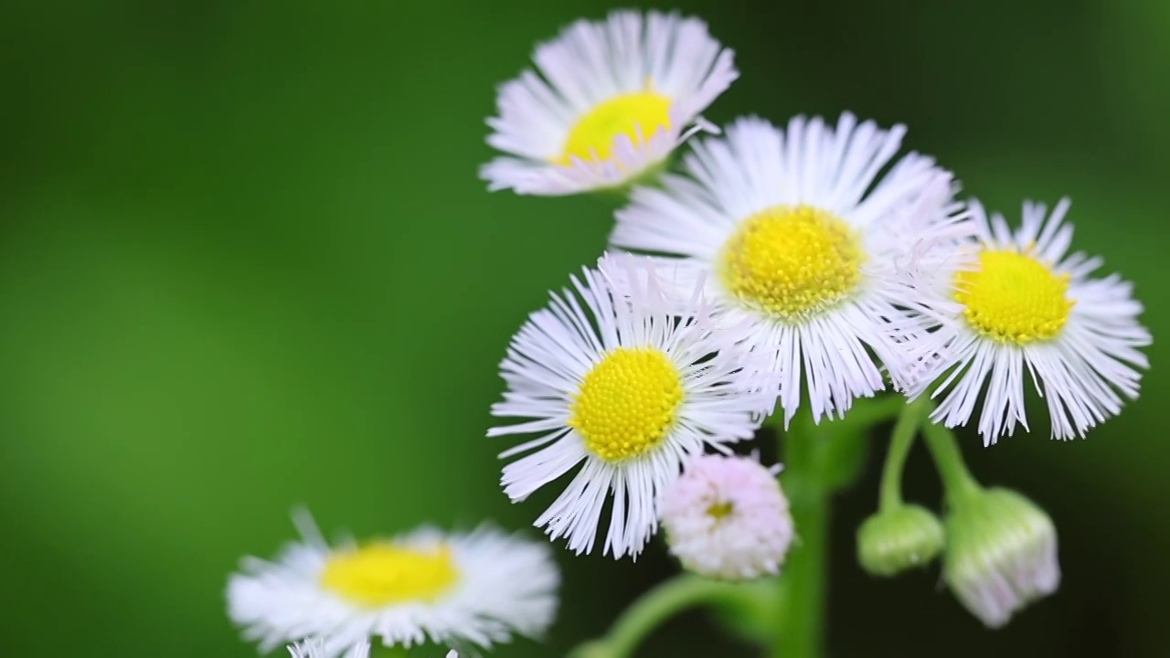 星宿花 泽珍珠菜视频素材