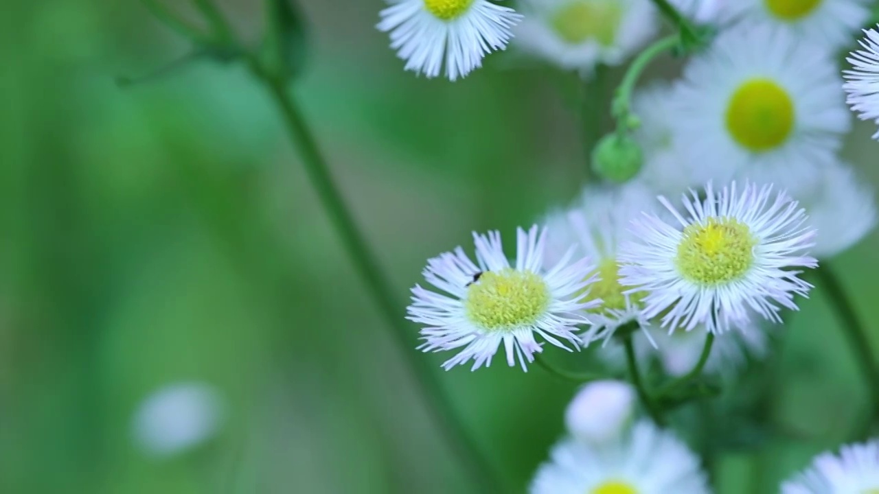 白色野菊花视频素材