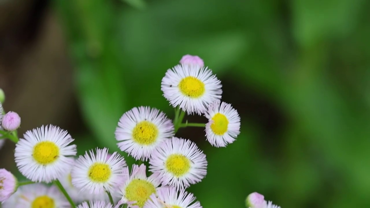 白色野菊花视频素材