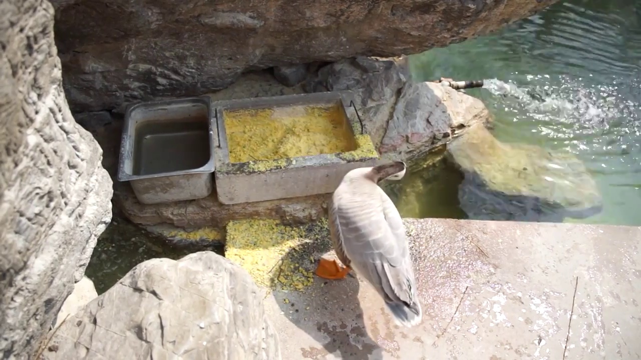 养殖鸭子斑头雁子岸边觅食视频素材