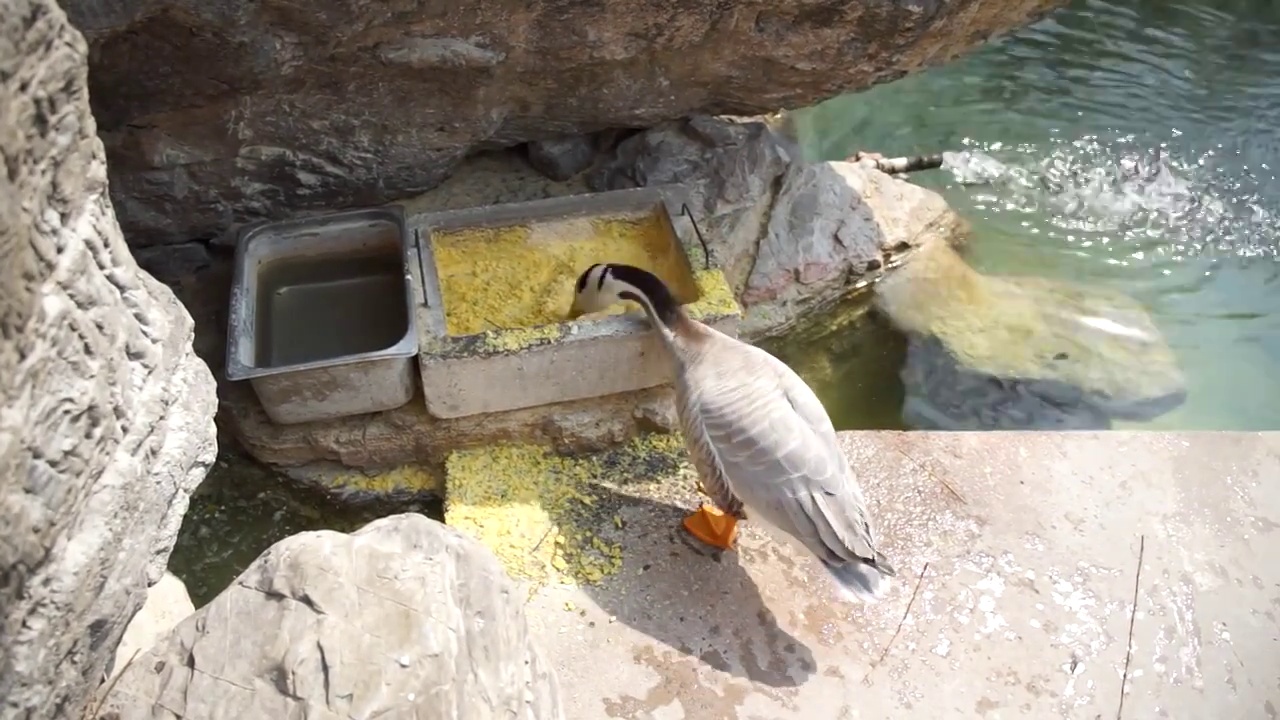 养殖鸭子斑头雁子岸边觅食视频素材