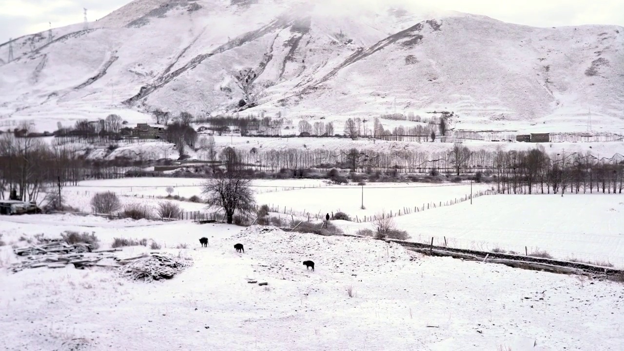 航拍四川新都桥雪景4k视频视频素材