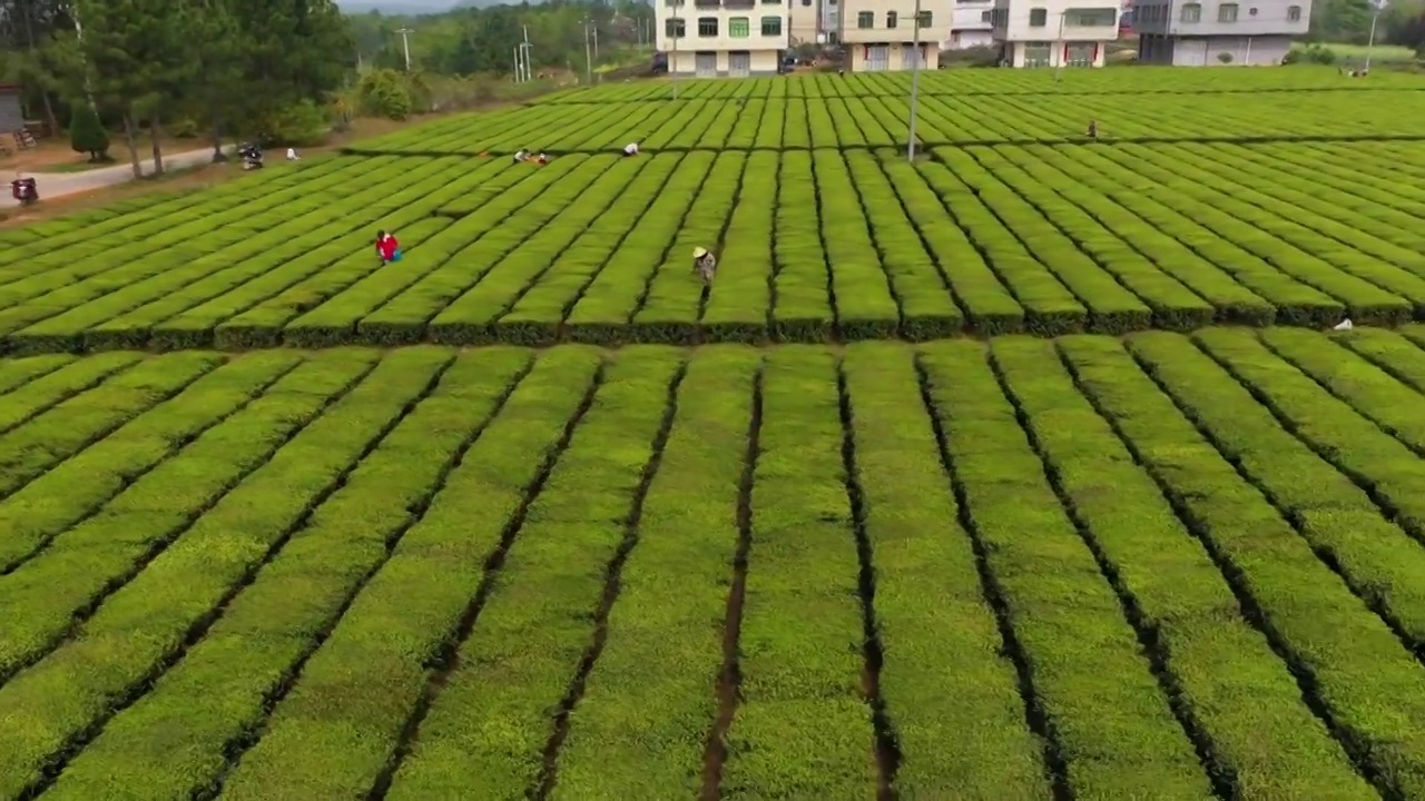 茶园视频素材