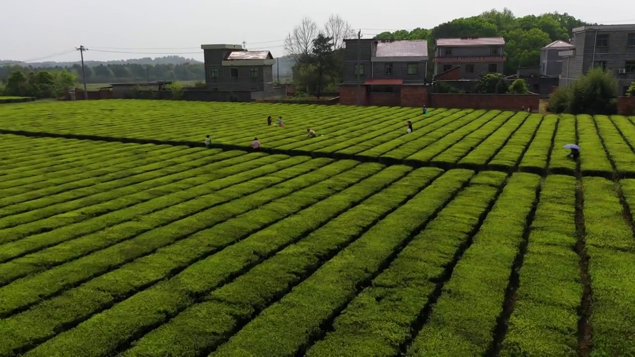 采茶视频素材