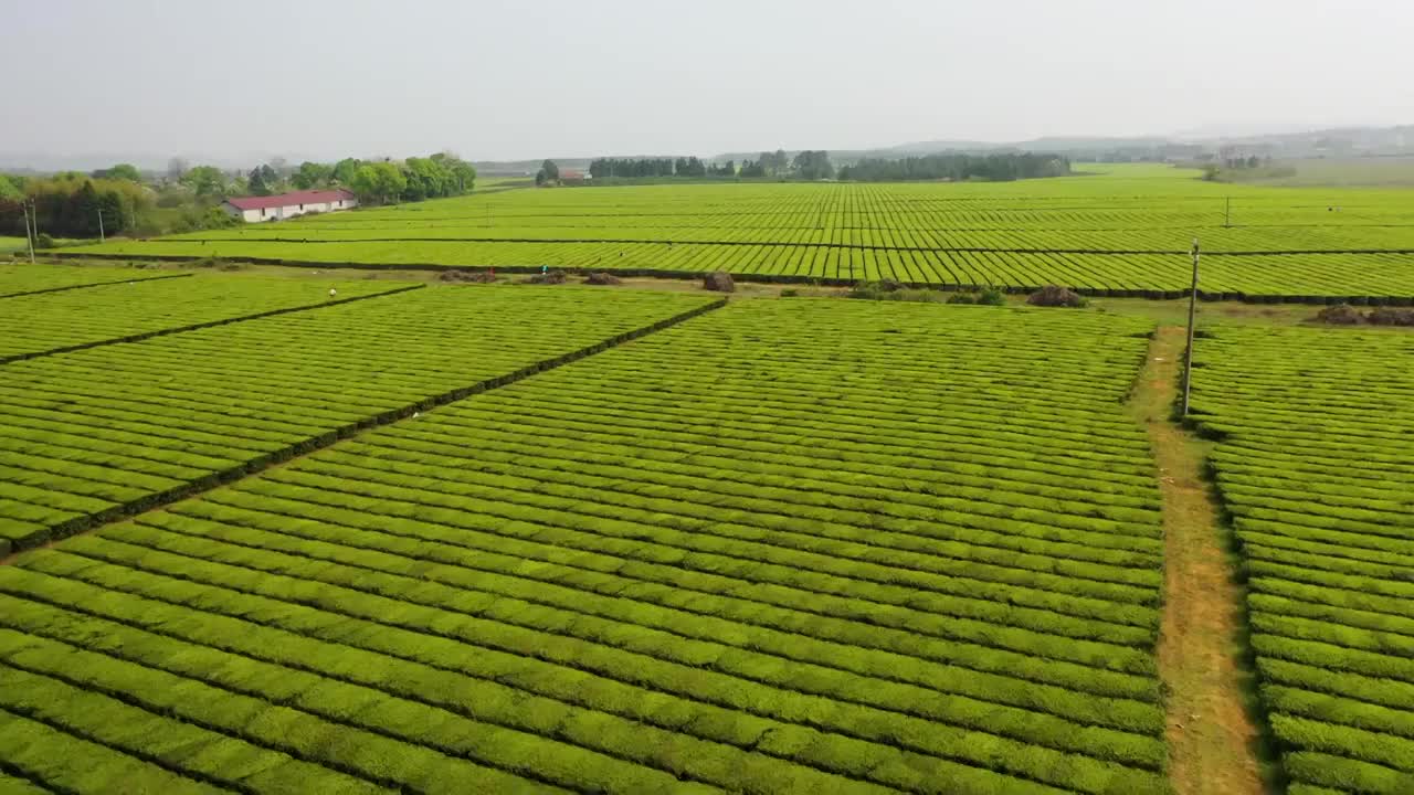 茶地视频素材