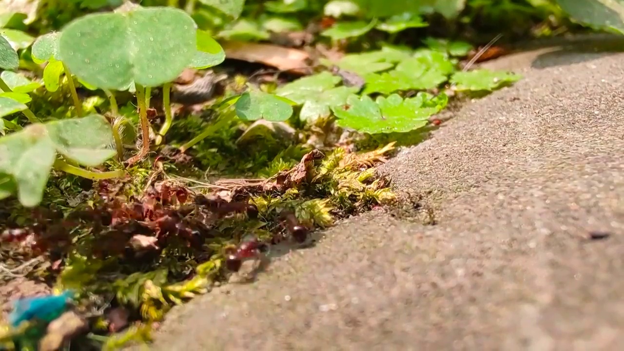 暴雨即将到来蚂蚁们正在搬家视频素材