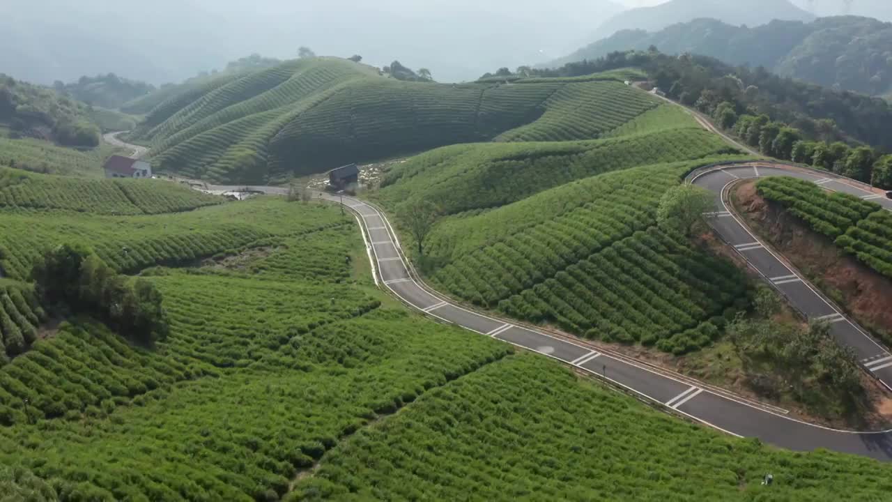 清晨茶园茶山航拍视频素材