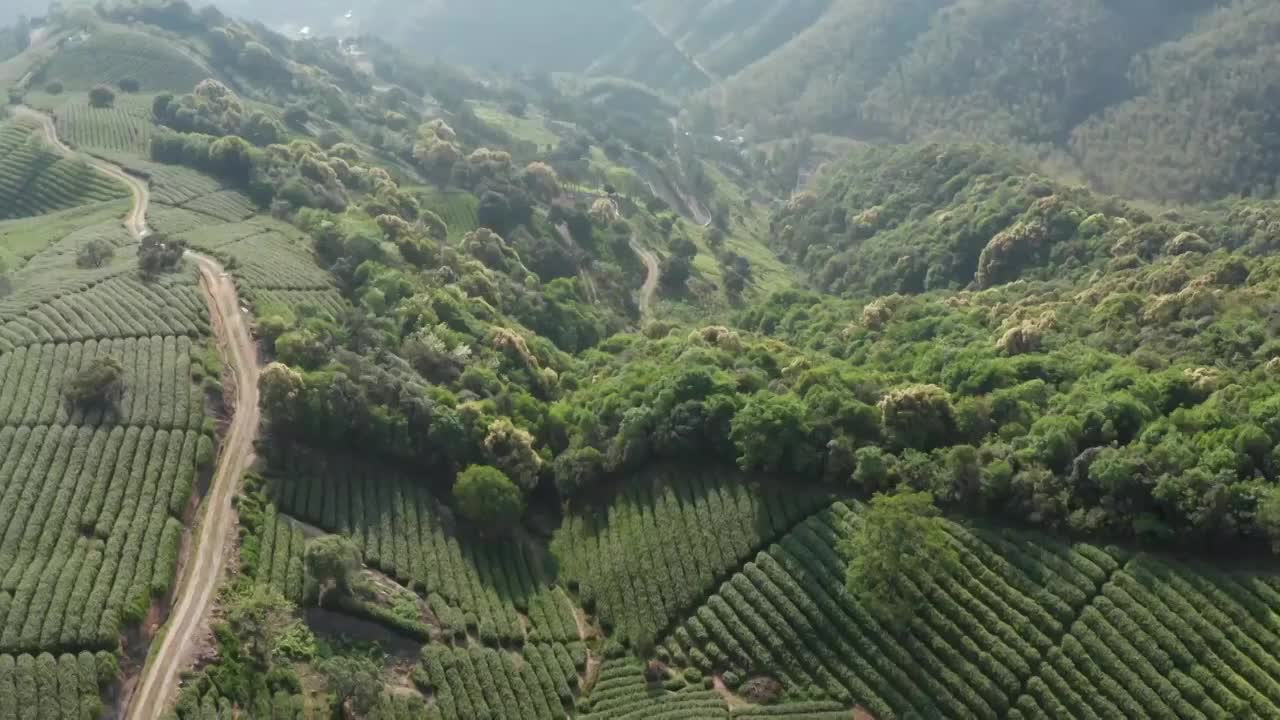 清晨茶园茶山航拍视频素材